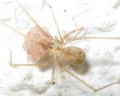 Spermophora senoculata